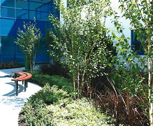 Trees / shrubs, Bradley Stoke Community School, Bristol