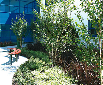 Trees / shrubs, Bradley Stoke Community School, Bristol