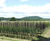 Field-grown wholesale trees 1