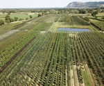 Field-grown wholesale trees