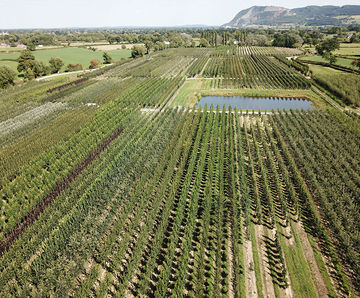 Field-grown wholesale trees