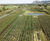 Field-grown wholesale trees 0