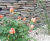 Quartz paddlestone walling 2