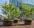 Giant Flowerpots 0