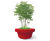 Giant Flowerpots 10