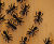 Tree Grilles Round 15