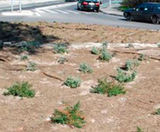 Mulchmat F3 - fire-resistant mulch mat for tree and shrub planting - on this page