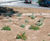 Mulchmat F3 - fire-resistant mulch mat for tree and shrub planting 0