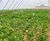 Soil sensors and data loggers used in drought and water deficit research 2