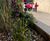 AquaPlanter® - rainwater planter for SuDS 10