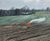 Wildflower seeding - native flower and grass seed mix for meadows 4