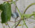 Webnet Stainless Steel Wire Trellis Kit - plant support system for gardens 4
