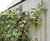 Webnet Stainless Steel Wire Trellis Kit - plant support system for gardens 3