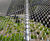 Webnet for animal enclosures - stainless steel mesh for zoo enclosures 4