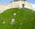 Grassfelt™ - soil-less landscaping turf for slopes and embankments 1