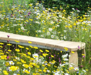 Lindum Wildflower - meadow turf with herbs and perennials