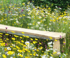 Lindum Wildflower - meadow turf with herbs and perennials