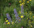 Lindum Wildflower - meadow turf with herbs and perennials 2