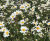 Lindum Wildflower - meadow turf with herbs and perennials 3