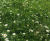 Lindum Wildflower - meadow turf with herbs and perennials 4