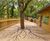 Non-Slip Decking Boardwalk At Bear Wood, Bristol Zoo 0