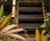 The Eden Project Uses Gripsure's Non-Slip Decking Range 5