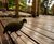The Eden Project Uses Gripsure's Non-Slip Decking Range 7