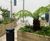 Raised timber planters with integrated bench seating for courtyards 1