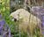 Celtic natural green stone boulders for rockeries and features 5