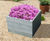 EverYear Elite Raised Beds - Stylish raised beds with heavy duty corners 1