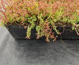 Enviromat - sedum roof trays - on this page