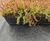 Enviromat - sedum roof trays 0