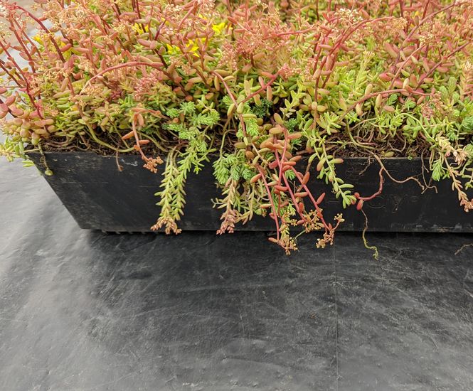 Enviromat - sedum roof trays