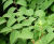 Knotweed Barrier 600 - HDPE Japanese Knotweed root barrier 0
