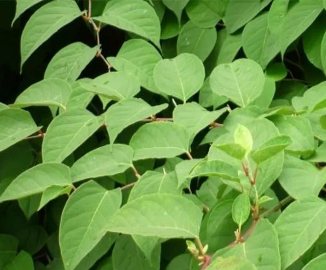 Knotweed Barrier 600 - HDPE Japanese Knotweed root barrier