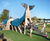 Whale - large wooden playground with slide, tunnel and balance trail 2