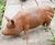 Cast Iron Standing Sow Statue - cast iron pig garden ornament 0