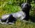Cast Iron Lying Labrador Statue - cast iron garden dog ornament 2