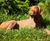 Cast Iron Lying Labrador Statue - cast iron garden dog ornament 1