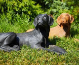 Cast Iron Lying Labrador Statue - cast iron garden dog ornament - on this page
