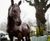 Cast Iron Lifesize Proud Horse Statue - outdoor garden sculpture ornament 0