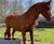 Cast Iron Lifesize Proud Horse Statue - outdoor garden sculpture ornament 2