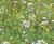 Meadowmat Birds and Bees - wildflower matting 1