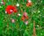 Meadowmat Birds and Bees - wildflower matting 5