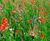 Meadowmat Birds and Bees - wildflower matting 2