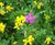 Meadowmat Birds and Bees - wildflower matting 3