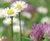 MeadowMat Traditional - wildflower matting 5