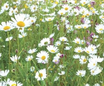 MeadowMat Traditional - wildflower matting