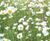MeadowMat Traditional - wildflower matting 0