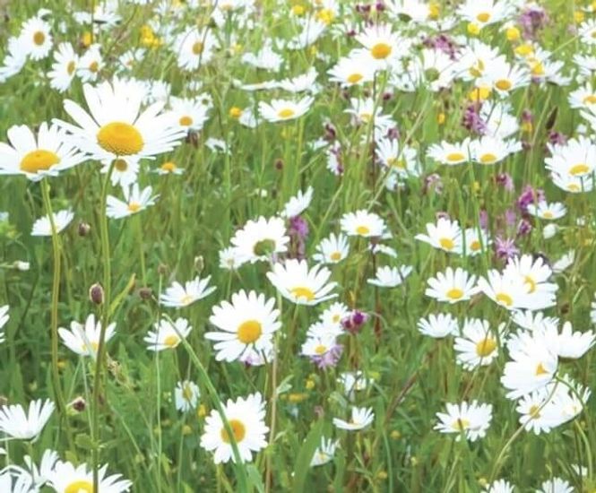 MeadowMat Traditional - wildflower matting